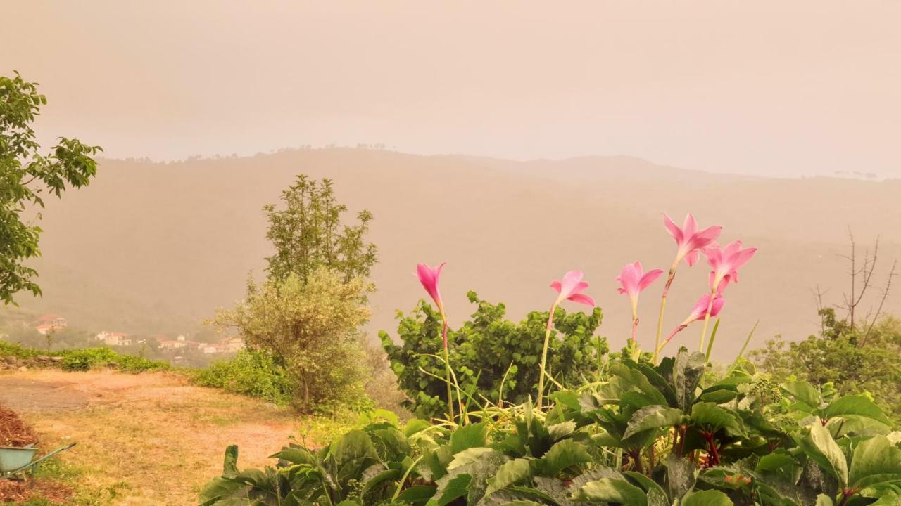 Alagonia Country Homes Bagian luar foto